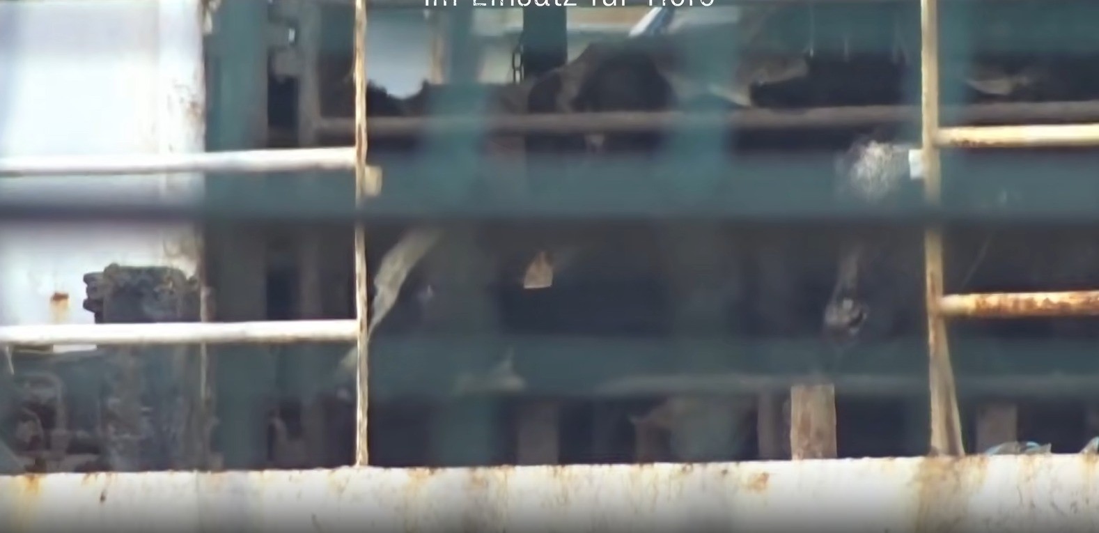 Navio que vaga há meses tenta voltar ao Uruguai com 3 mil vacas e bezerros à beira da morte: 'Não devem sobreviver'