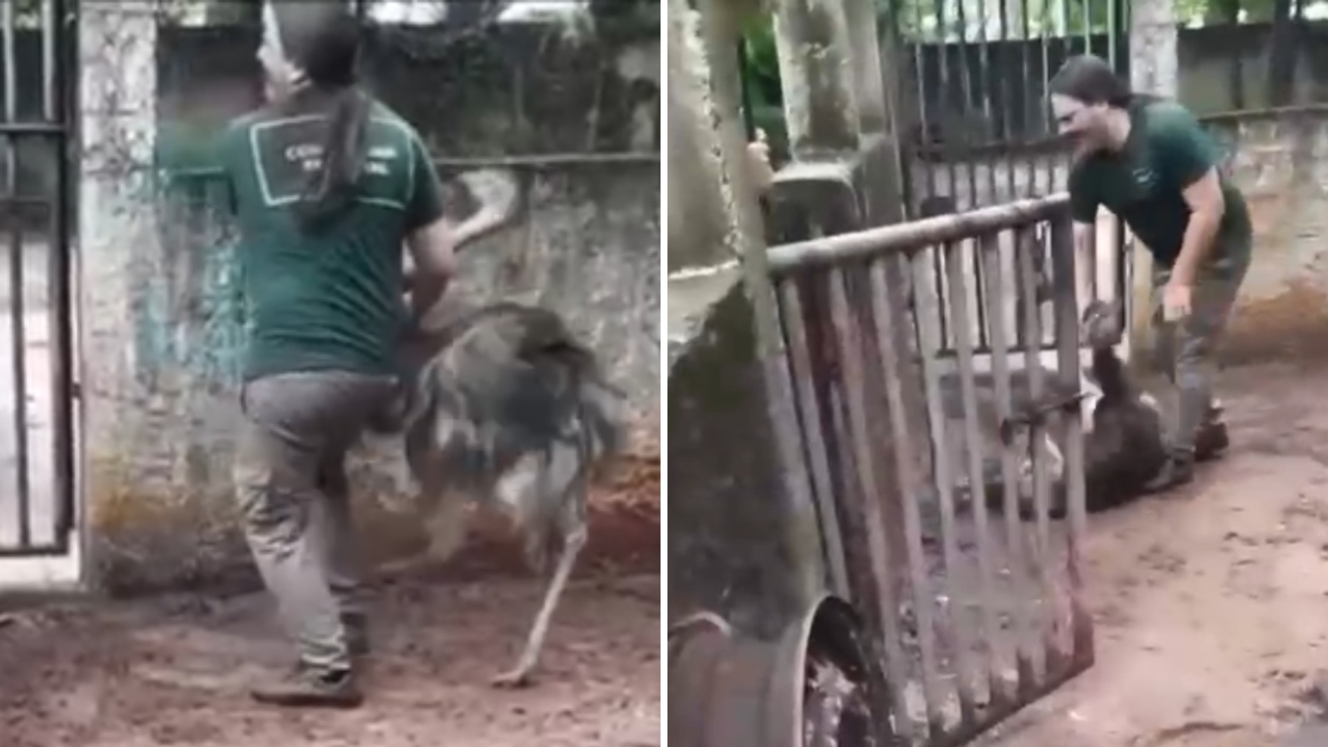 Vídeo mostra ema sendo agarrada pelo pescoço por funcionário em bosque no interior de SP