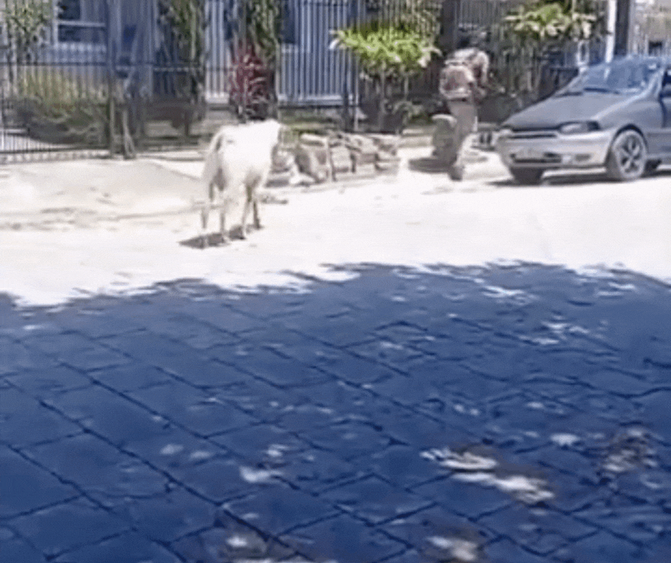 VÍDEO: Moradores fogem de bode solto em rua na Grande Florianópolis e cena viraliza