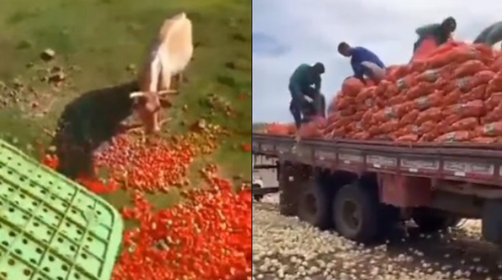Vídeos de descartes de tomate (esq) e cebola circulam nas redes desde meados de 2024; preço desses alimentos terminou o ano em queda — Foto: Reprodução