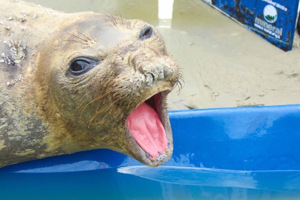 Elefante-marinho-do-sul foi encontrado na Praia das Astúrias, em Guarujá (SP) — Foto: Instituto Gremar/Divulgação 