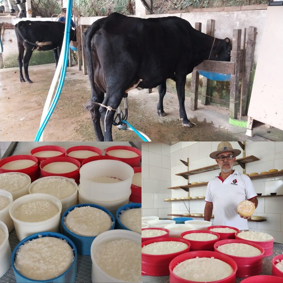 Produo de queijo Minas Artesanal no distrito de Rancho Novo, em Caet.  Foto: Gustavo Alves