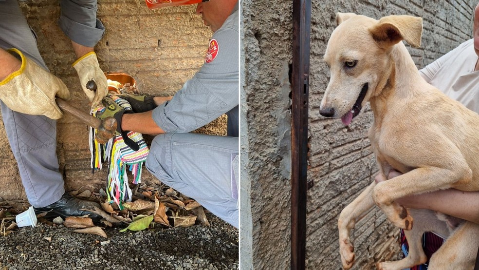 Cachorro entra no ‘paredão’ e fica preso em cano de água em Ourinhos (SP) — Foto: Corpo de Bombeiros/divulgação