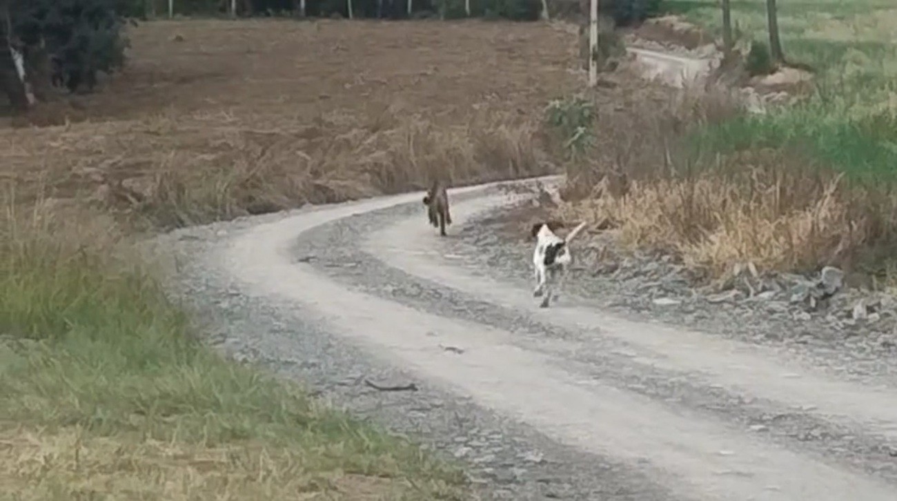 Vídeo flagra cachorro colocando onça para correr no interior de SC: 'Sufoco', diz moradora