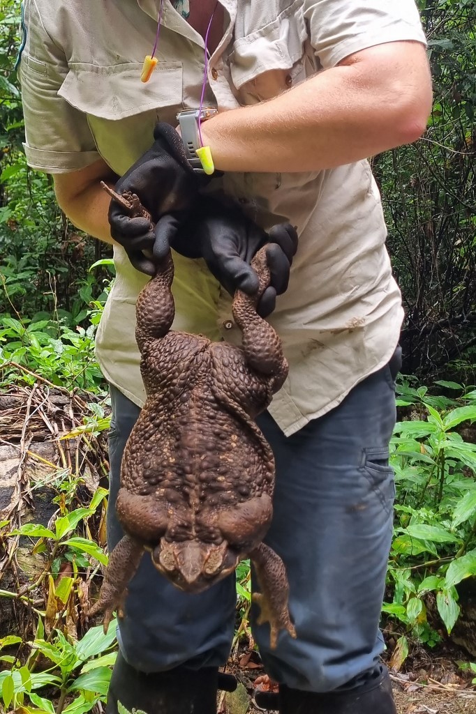 Sapo gigante de 2,7 kg é encontrado em parque na Austrália | G1