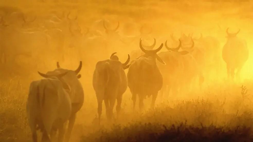A raça zebu se adaptou ao clima tropical, que prevalece na maior parte do território brasileiro — Foto: Getty Images via BBC