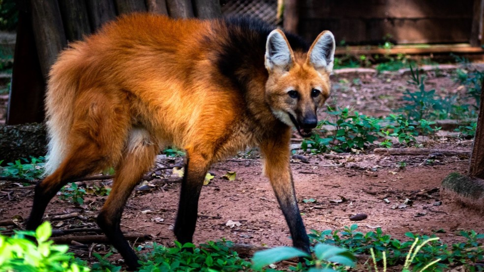 Zoológico de Bauru comunica morte de lobo-guará de 16 anos — Foto: Bruno Sartori