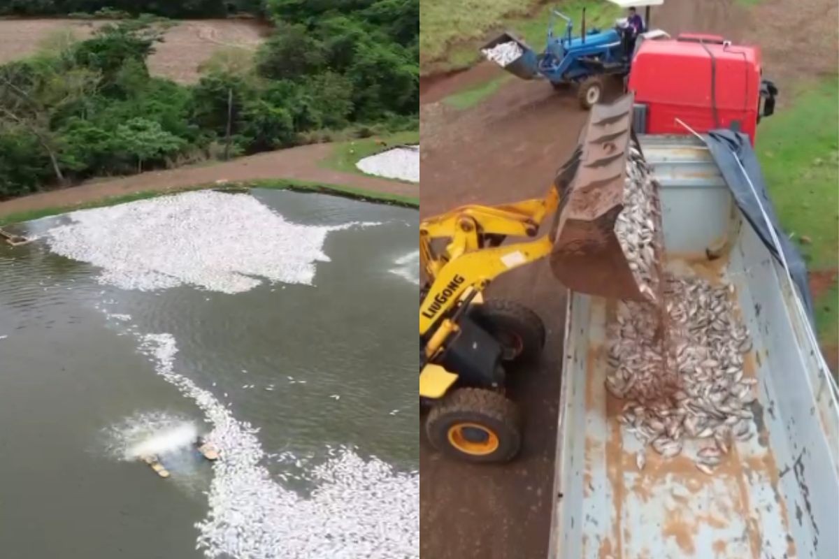 Queda de energia deixa cerca de 400 mil peixes mortos e prejuízo de R$ 2 milhões em propriedade do Paraná
