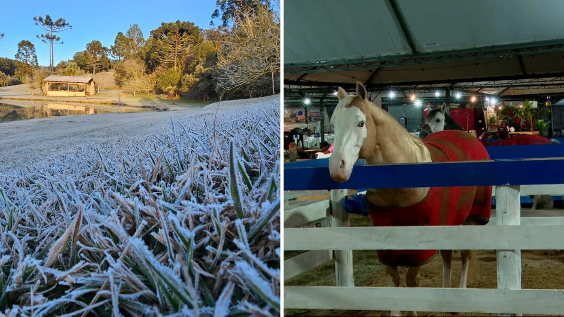 Cavalo com 'blusa' de lã, termômetros a -4,8ºC: Paraná bate recorde de frio com geadas pelo segundo dia seguido