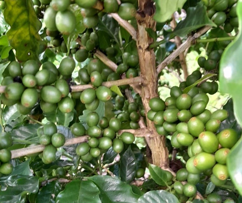 Quem quer café? Pequenos produtores retomam cafeicultura no RN na onda do aumento do interesse pela bebida
