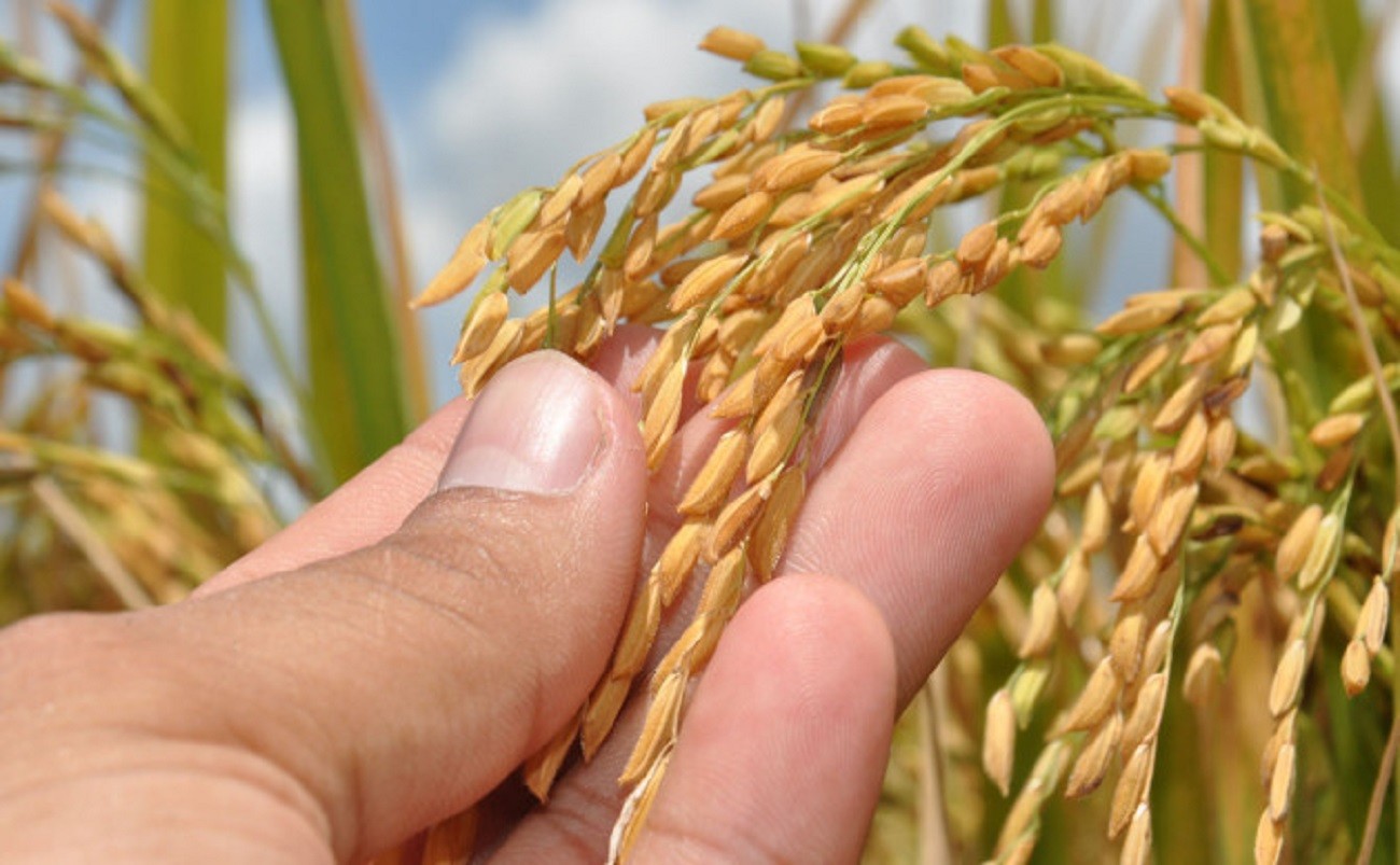 Conheça projeto em cidade do TO que é um dos maiores polos produtores de arroz do país