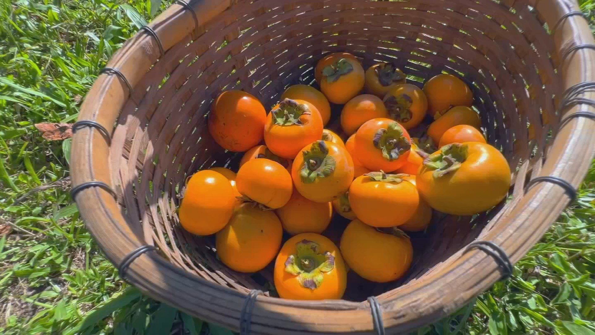 Safra de caqui no interior de SP tem 'colha e pague' e tradição de 70 anos