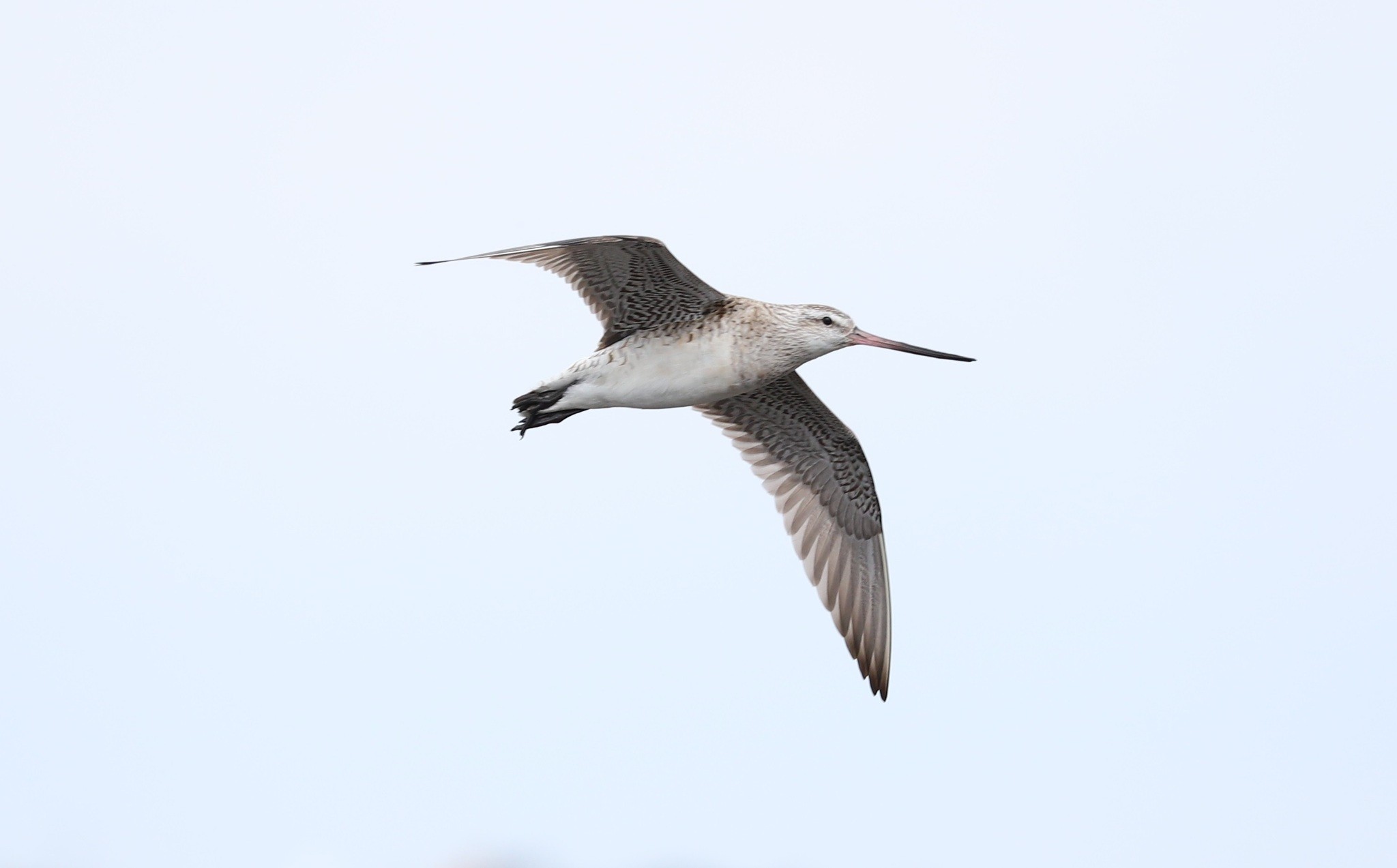Dia Mundial das Aves Migratórias: conheça algumas espécies viajantes