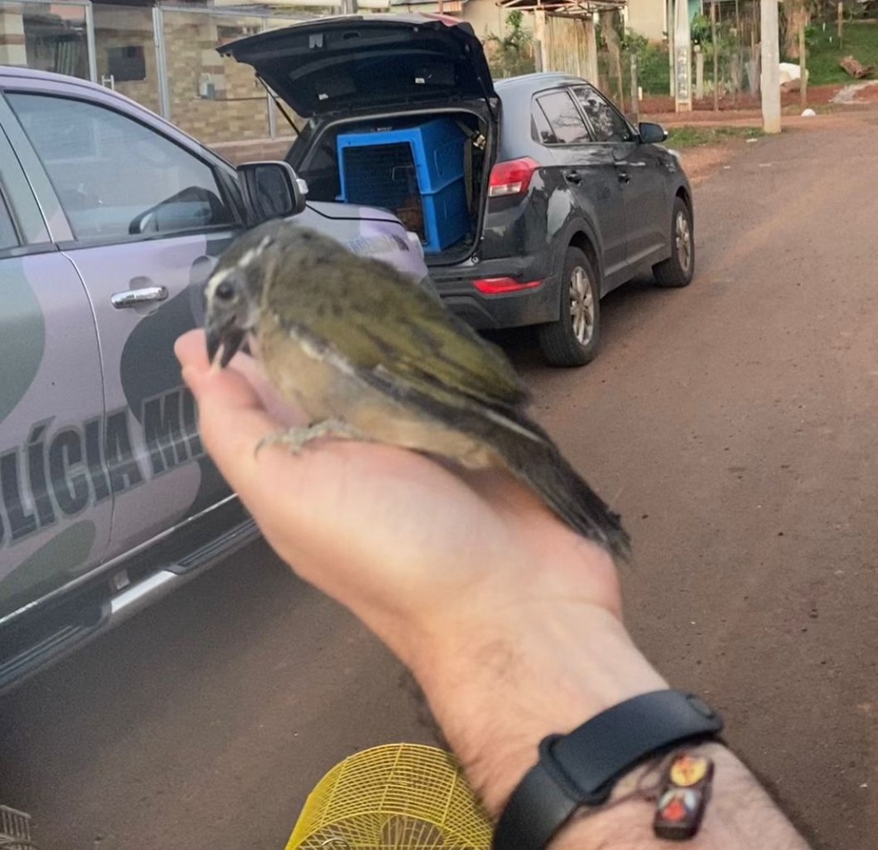 Ave encontrada durante operação em Chapecó — Foto: Polícia Civil/Divulgação
