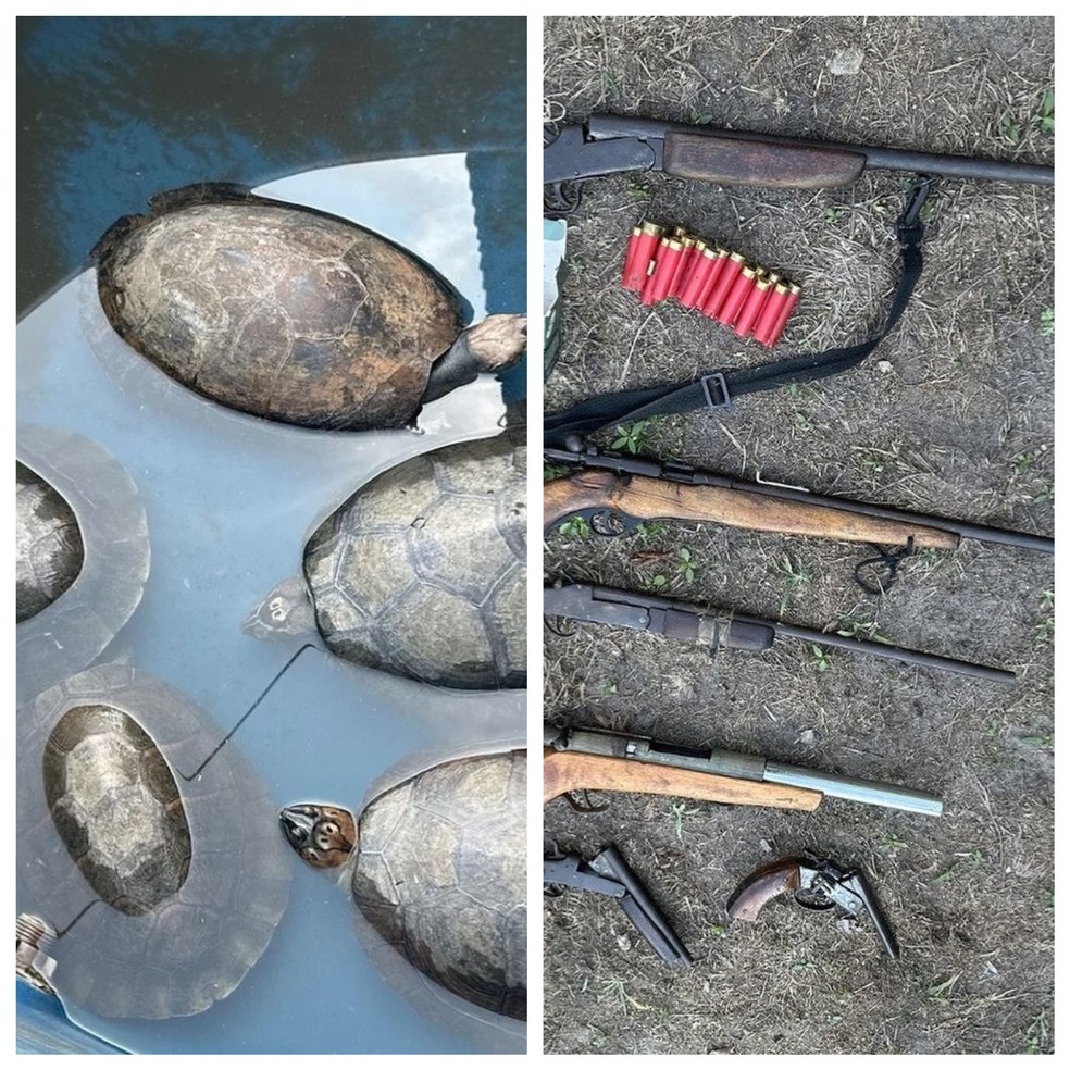 Tartarugas e armas apreendidas na Estação Ecológica Soldado da Borracha — Foto: Reprodução