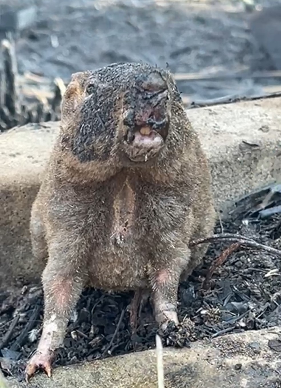 Preá teve queimaduras nas patas e no rosto durante incêndio em Paraíso do Tocantins — Foto: Arquivo Pessoal