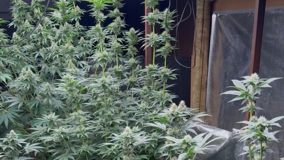 PM encontra estufa improvisada em residência de Uberlândia com 20 pés de maconha — Foto: PM/Divulgação