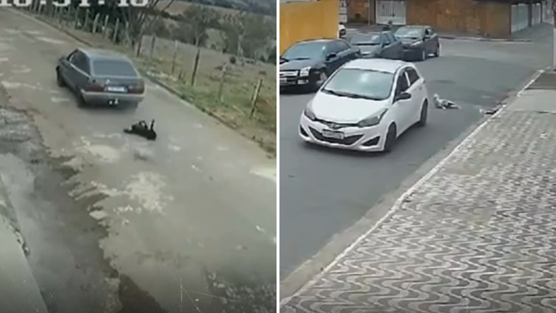 Nova lei obriga motoristas a socorrer animais atropelados no litoral de SP