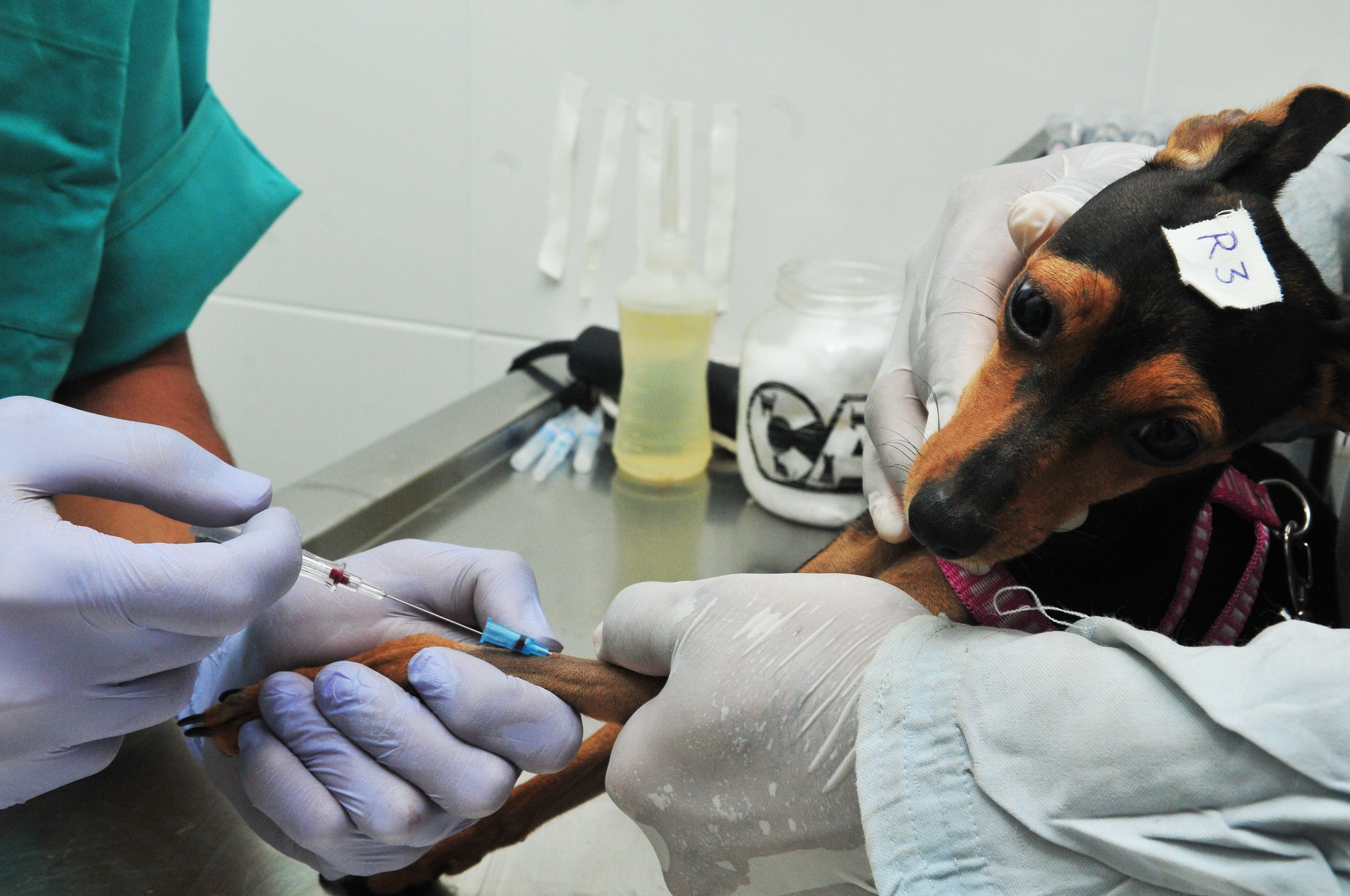 DF abre 660 vagas para castração gratuita de cães e gatos; saiba como se cadastrar