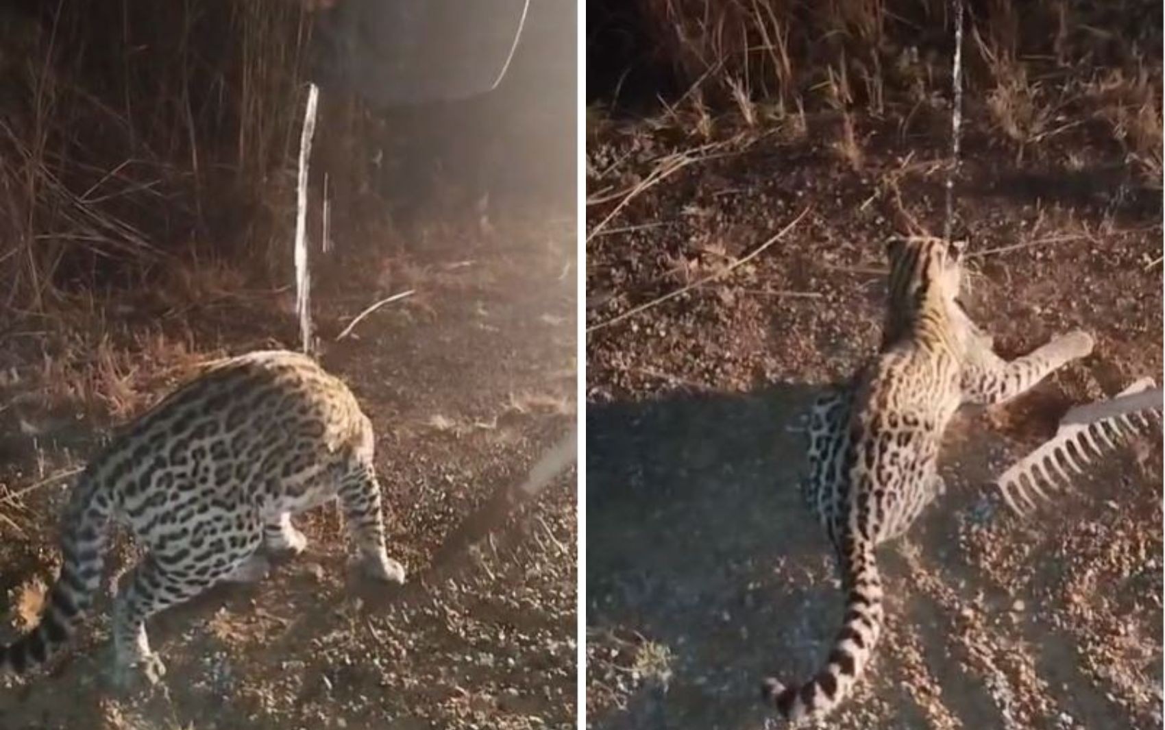 Casal encontra jaguatirica ferida na estrada e presta socorro; vídeo 