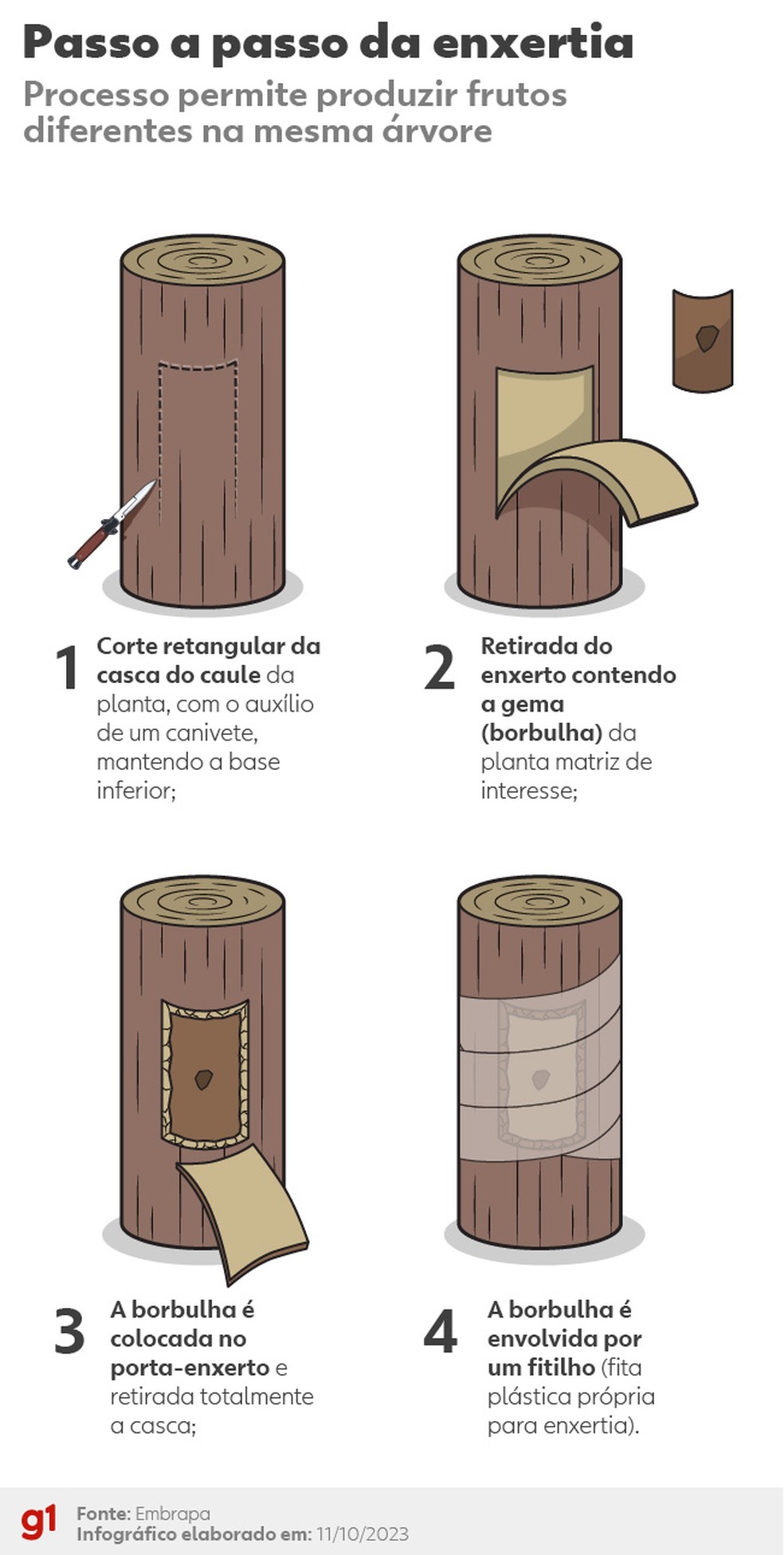 Entenda a enxertia — Foto: g1