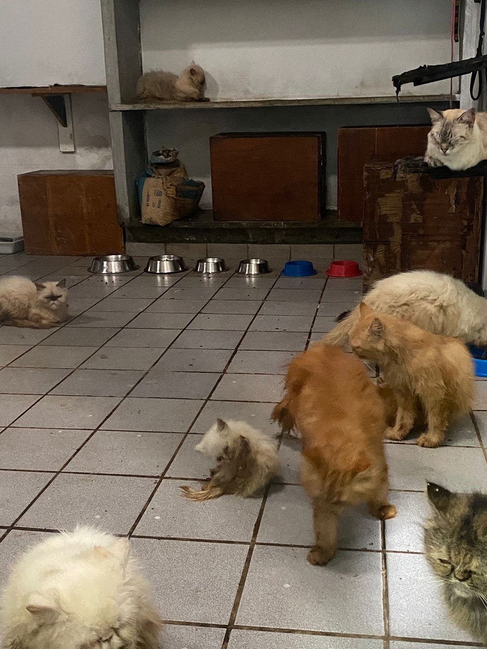 Gatos encontrados em canil clandestino em João Pessoa — Foto: Reprodução/Centro de Zoonoses