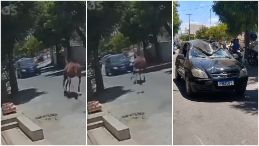 Cavalo dispara na direção de carro e colide frontalmente em Canindé, no Ceará — Foto: Fran Silva/Arquivo pessoal