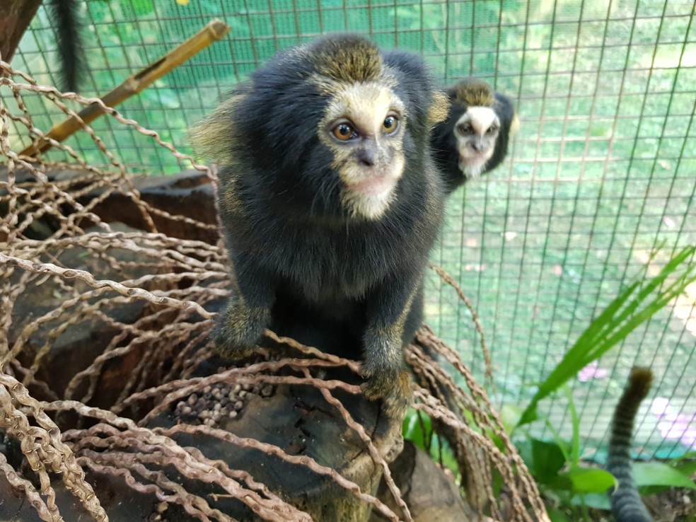 Saguis transportados de SP para o RS — Foto: Zoológico de Guarulhos/Divulgação