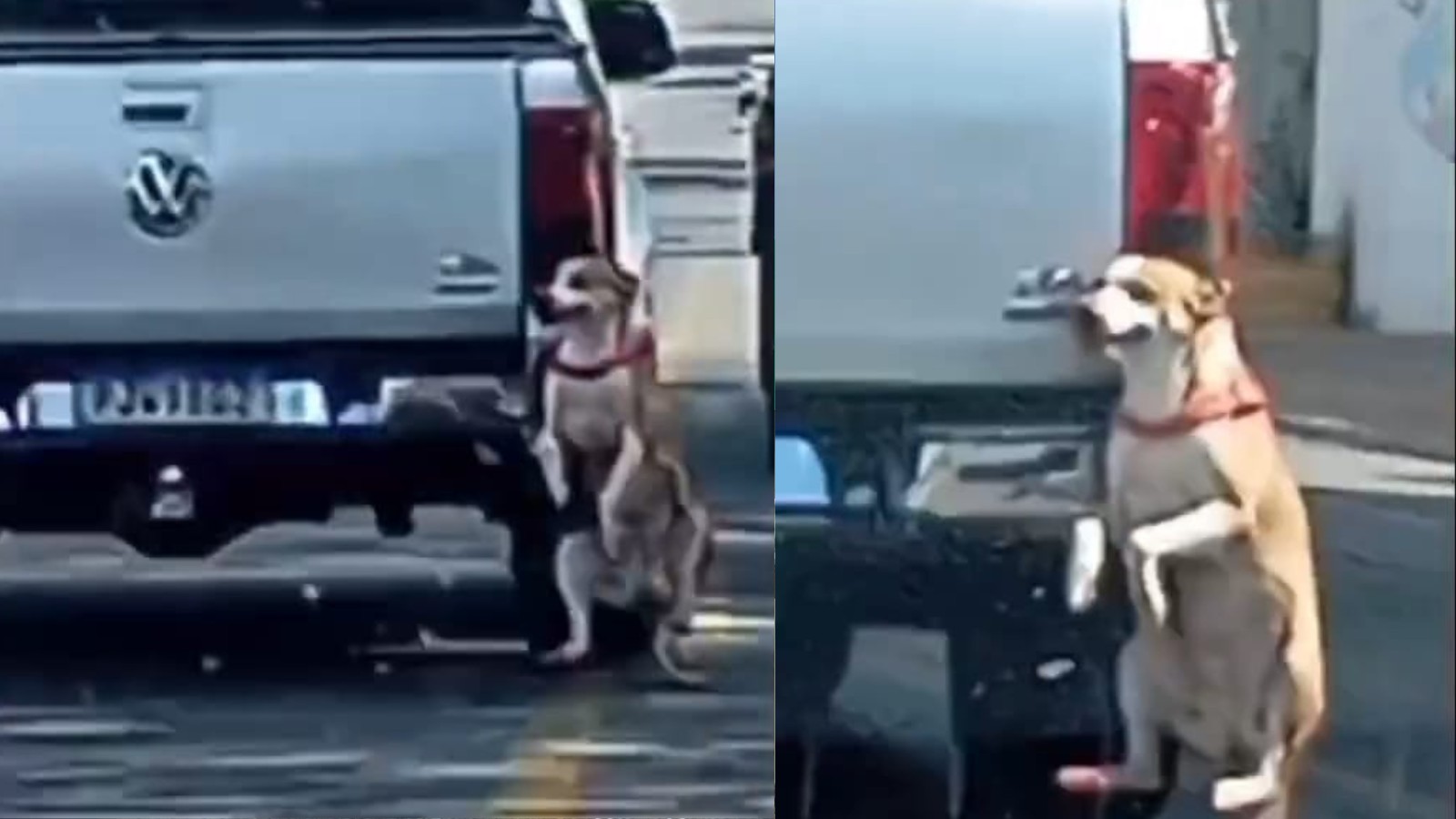 Vídeo: polícia apura caso de cachorro preso em para-choque de carro em Teresina