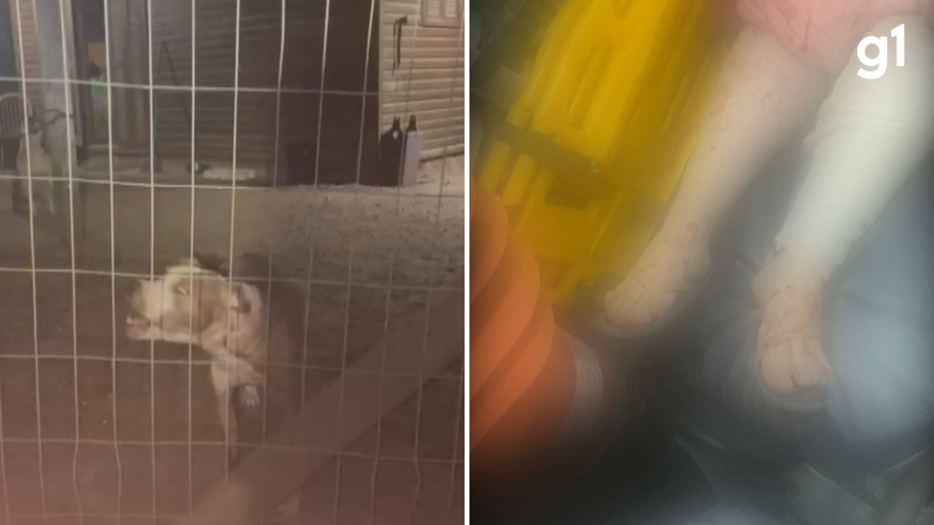 Cachorro de vizinho invade casa e ataca mulher em Porto Alegre; animal matou dois cães