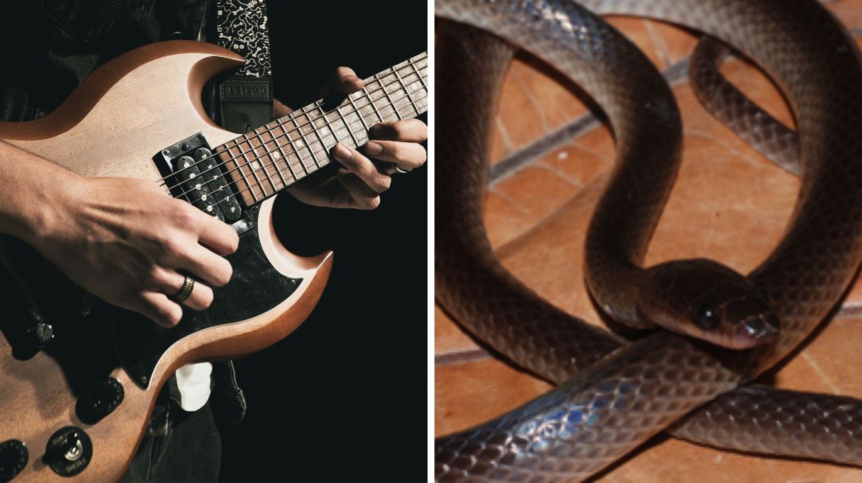 Nova serpente é descoberta e ganha nome em homenagem a um famoso guitarrista de rock