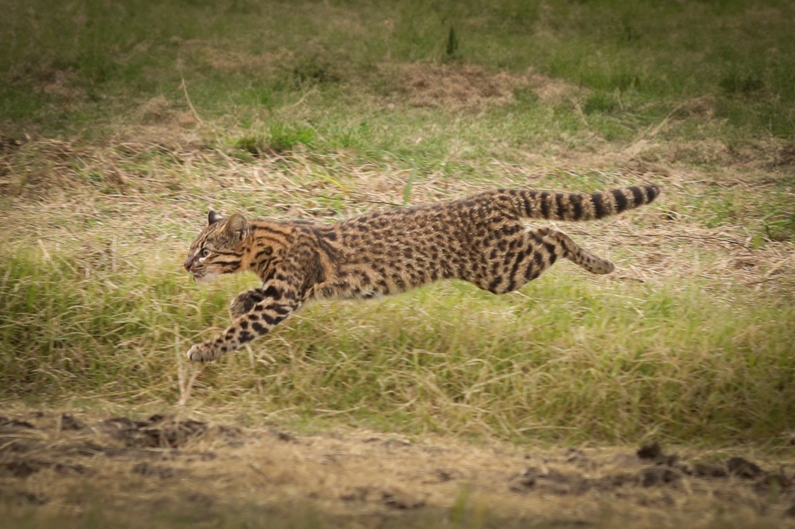 Mistura de espécies selvagens pode se tornar uma ameaça aos pequenos felinos do Pampa