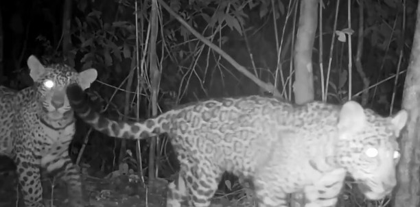Momento em família: vídeo flagra onça-pintada e filhotes passeando pelo Parque Nacional do Iguaçu