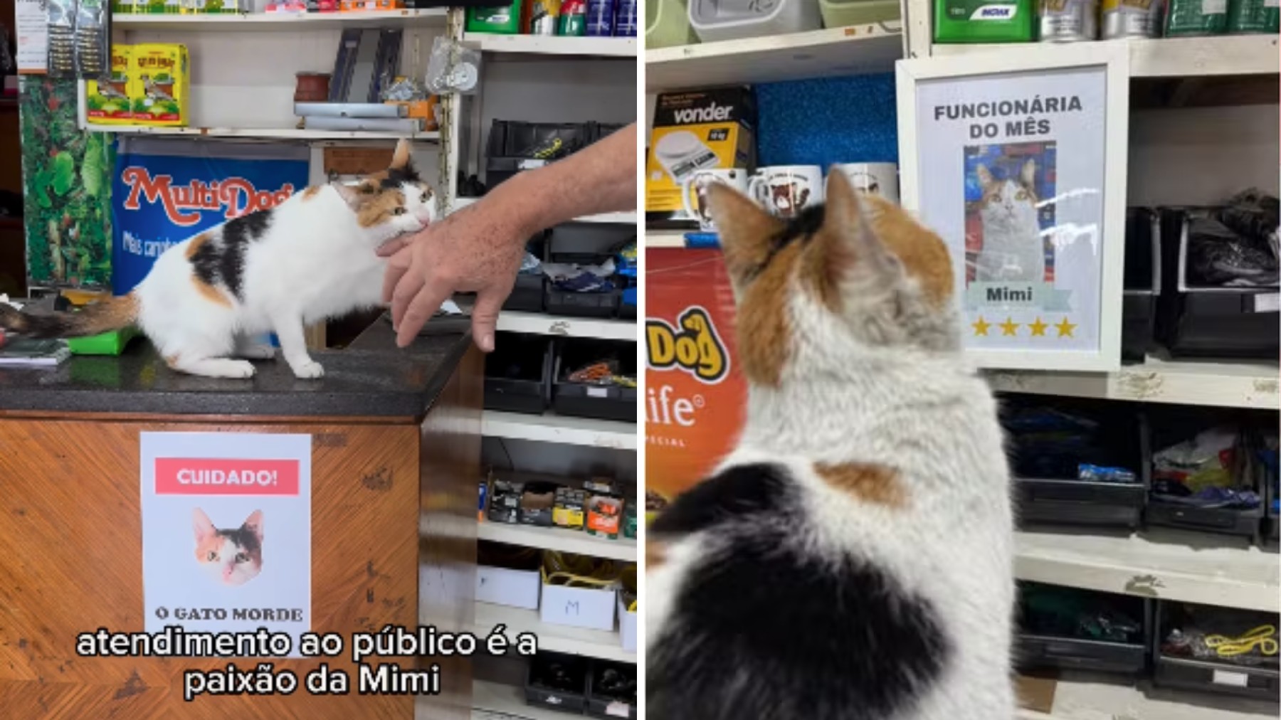 'Gata CLT' adotada por petshop no Paraná ganha vale-refeição em sachê e placa de funcionária do mês