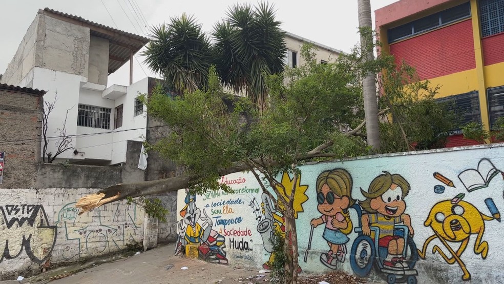 A Escola Estadual Waldemar Rodrigues da Silva Pastor que tem uma árvore caída há uma semana e mais de 600 alunos estão sem aula. — Foto: Reprodução/TV Globo