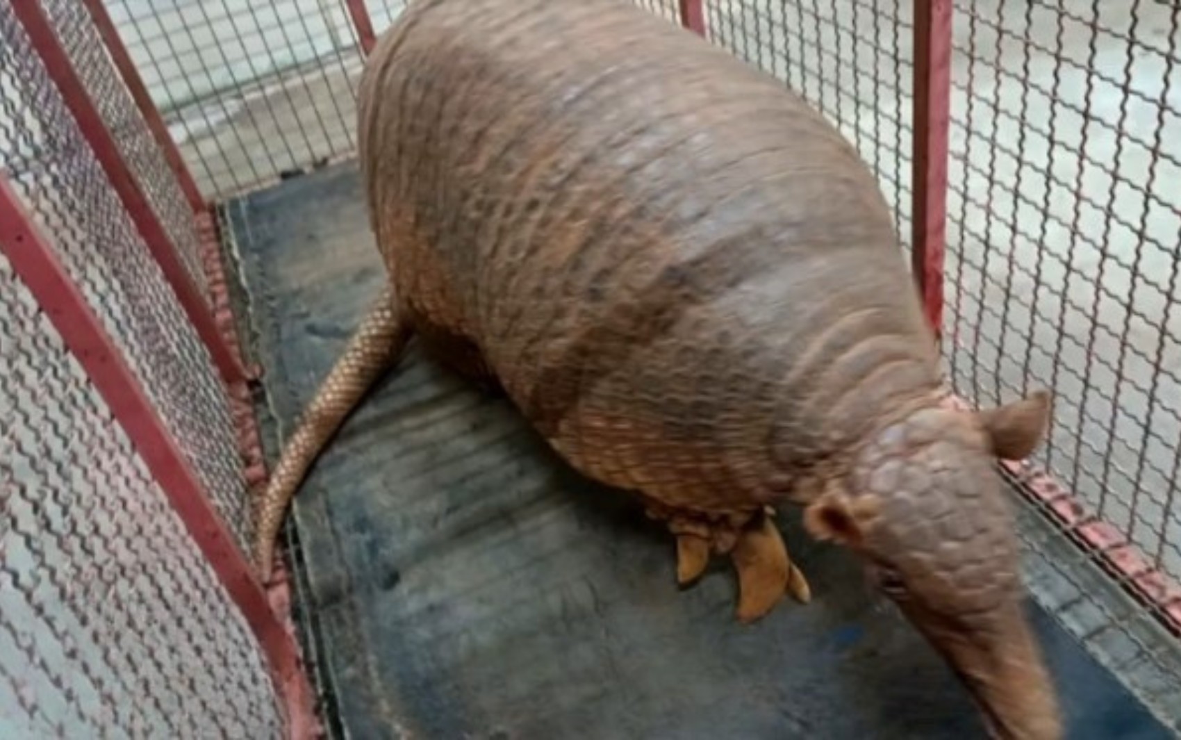 Tatu gigante que pesa cerca de 30 kg é capturado por bombeiros em Mineiros  