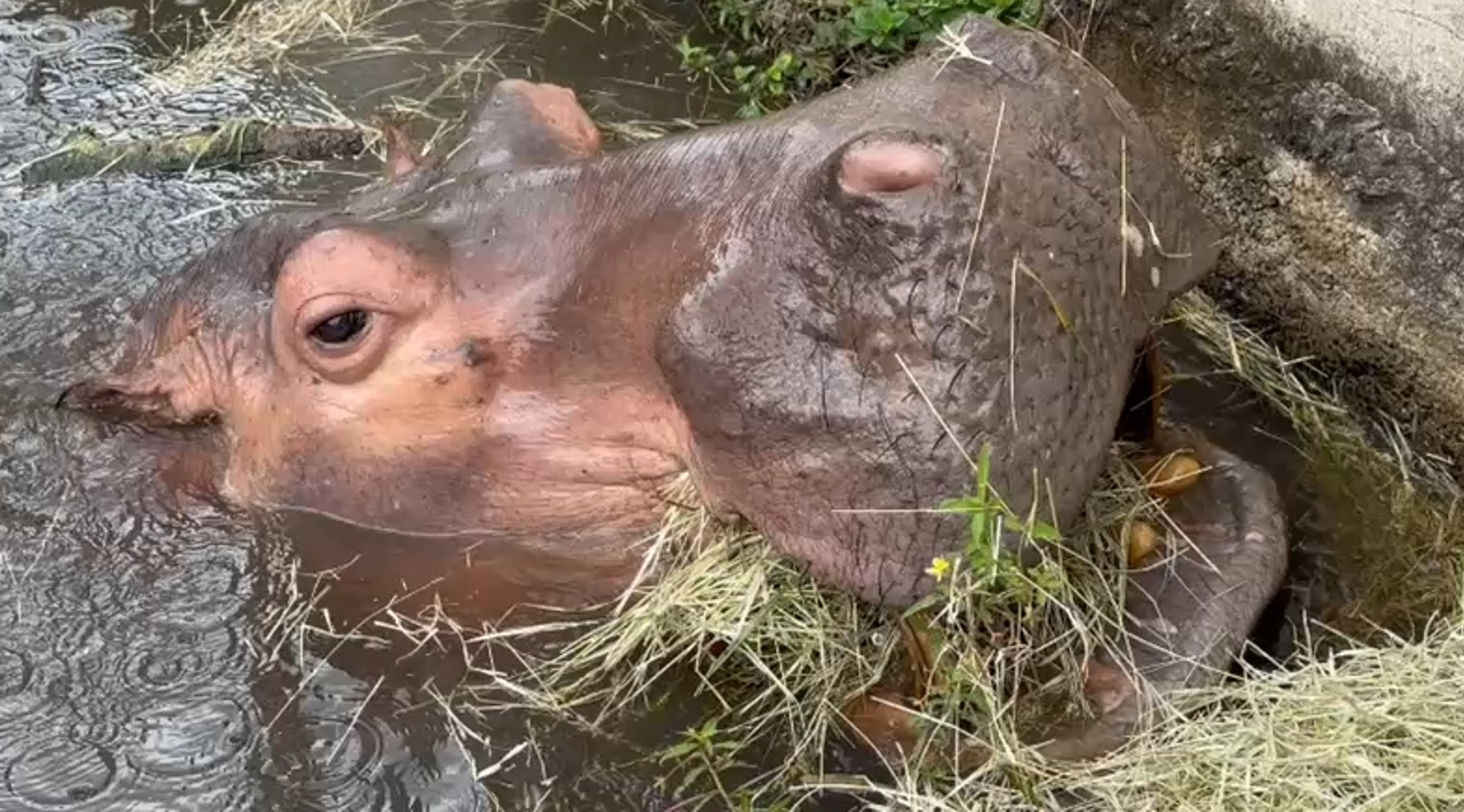 Com 1,5 tonelada, hipopótamo de 49 anos fica doente e parque é fechado no interior de SP