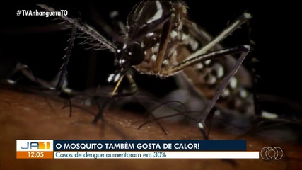 Casos de dengue aumentam em 30% no Tocantins