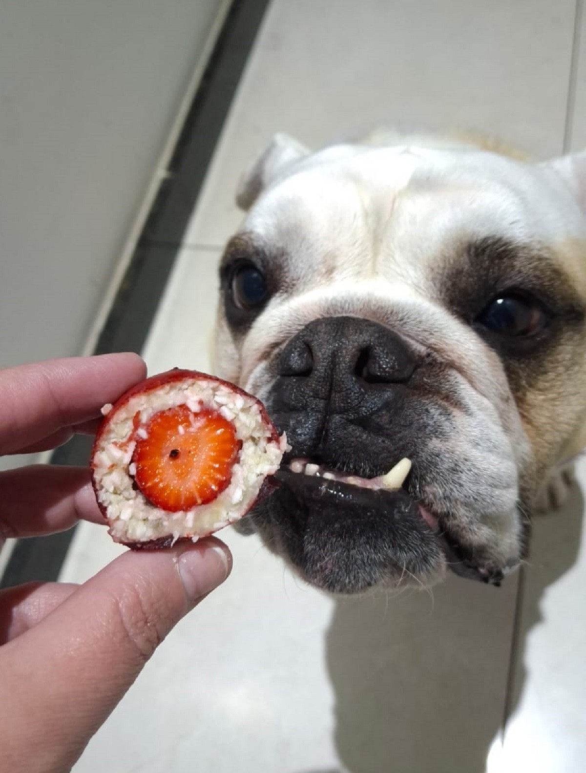 Morango do 'AUmor' para cães: Confeiteira pet cria versão canina do doce que virou sensação 