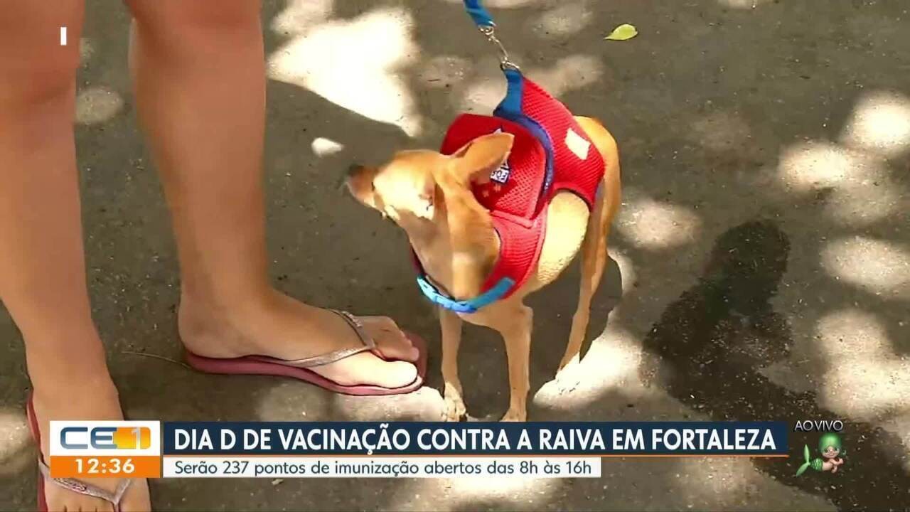 Fortaleza realiza Dia D de vacinação antirrábica para cães e gatos; veja locais