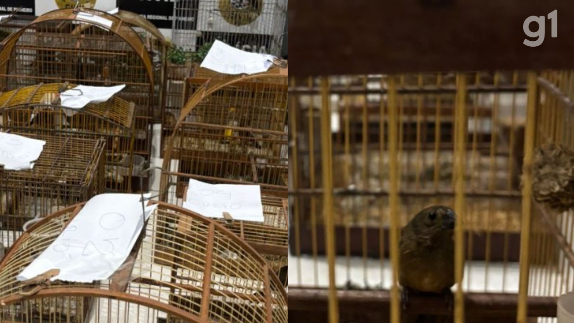 Polícia Civil apreende 14 aves silvestres em operação ambiental em Pinheiro