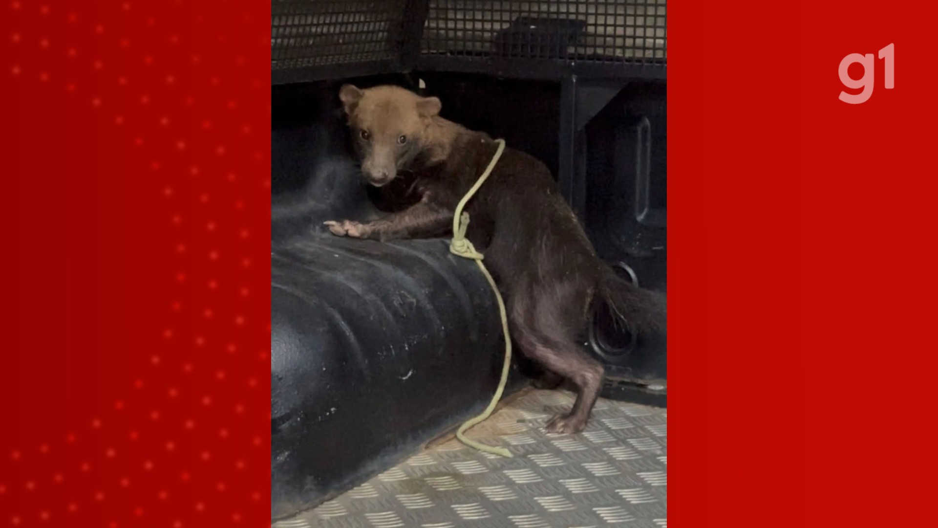 VÍDEO: Cachorro-vinagre, espécie rara e ameaçada de extinção, é resgatado por PMs no interior do MA