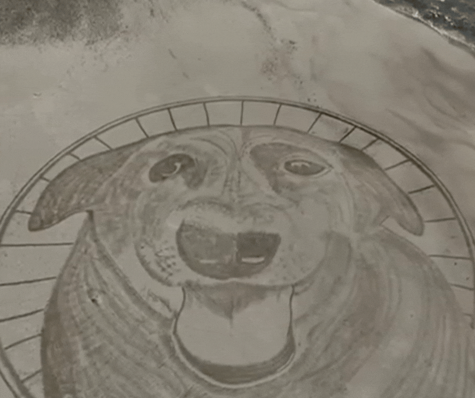 Artista cria desenho de 40 metros em homenagem ao cão Orelha em praia de SC