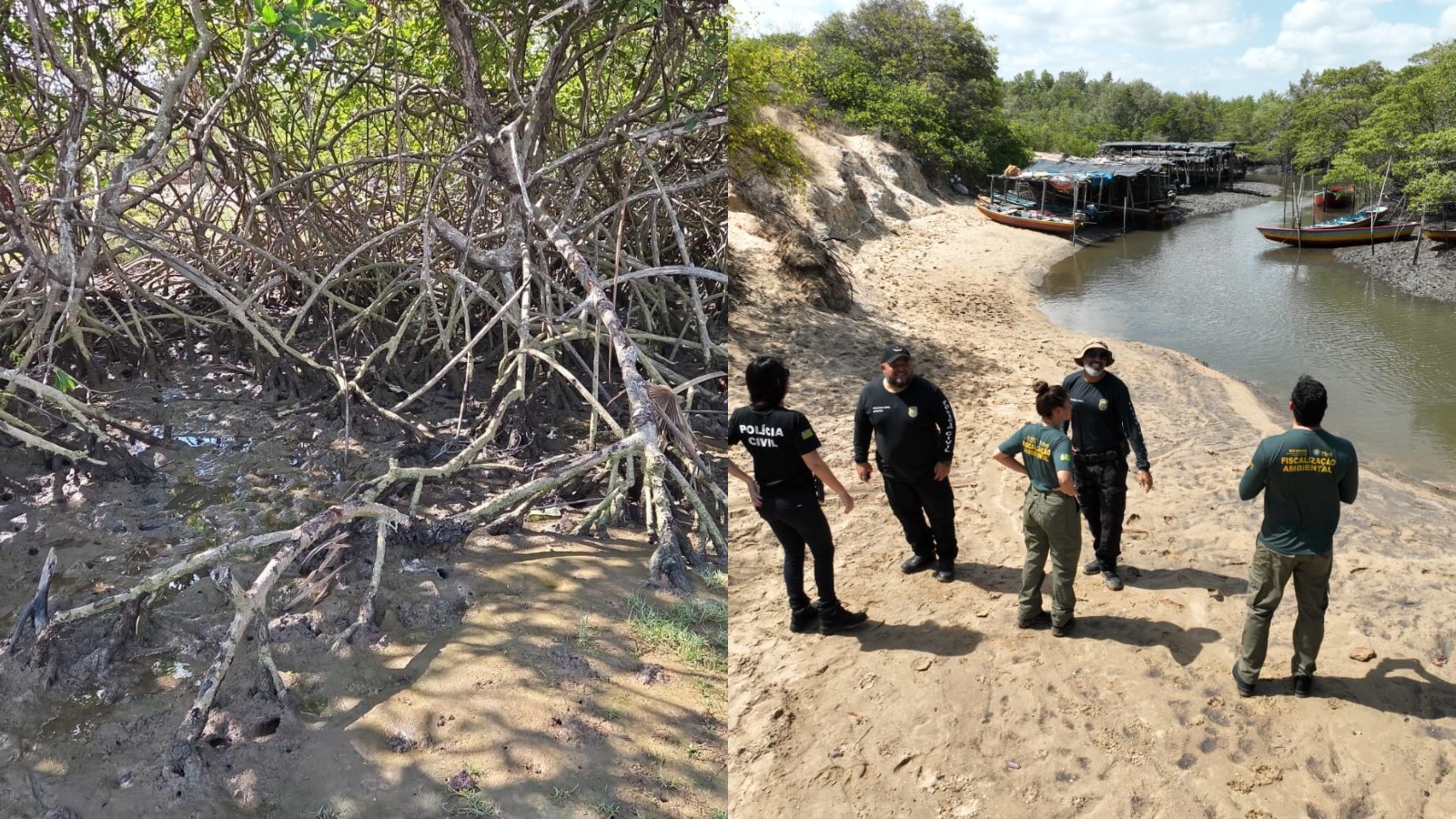 Defeso do caranguejo-uçá começa no domingo (1º) no litoral do Piauí; fiscalização é intensificada