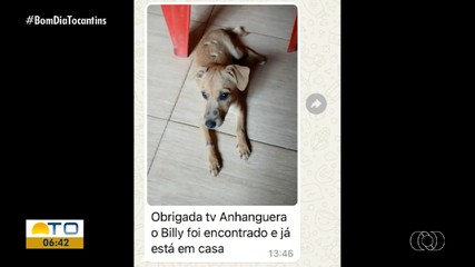 Cachorro Billy é encontrado após divulgação no quadro ‘Acha Meu Pet'