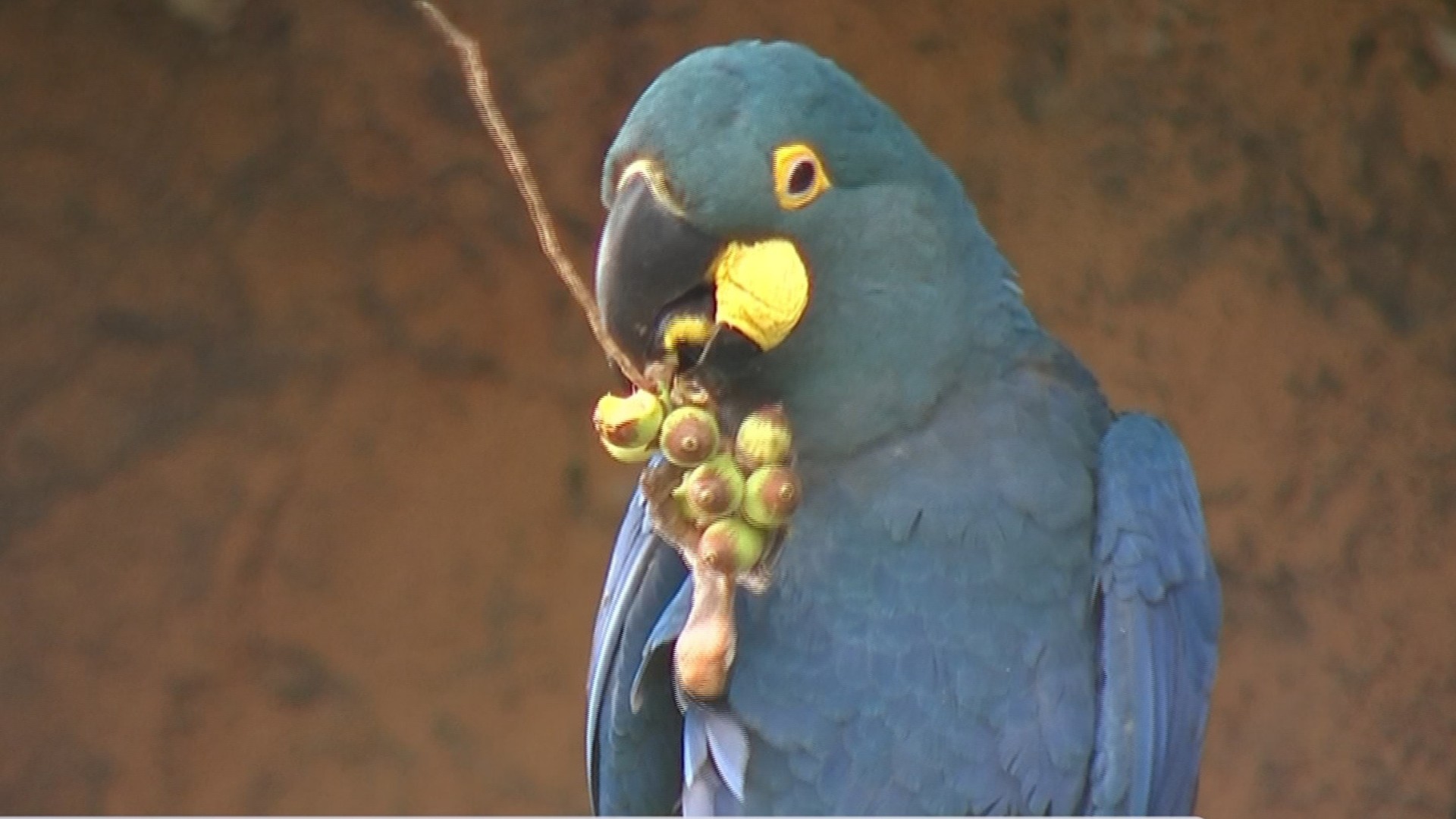 Novos ovos de arara-azul-de-lear são conservados em Araçoiaba da Serra para preservar espécie ameaçada