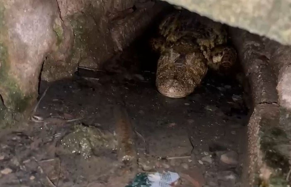 Jacaré é encontrado dentro de bueiro no Bairro Santos Dumont em Aracaju — Foto: Reprodução/ TV Sergipe