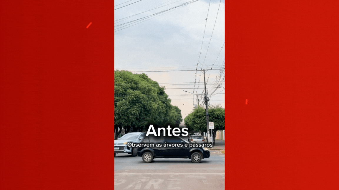 VÍDEO: pássaros silvestres sobrevoam prefeitura e pousam em fiação após poda de árvores em MT