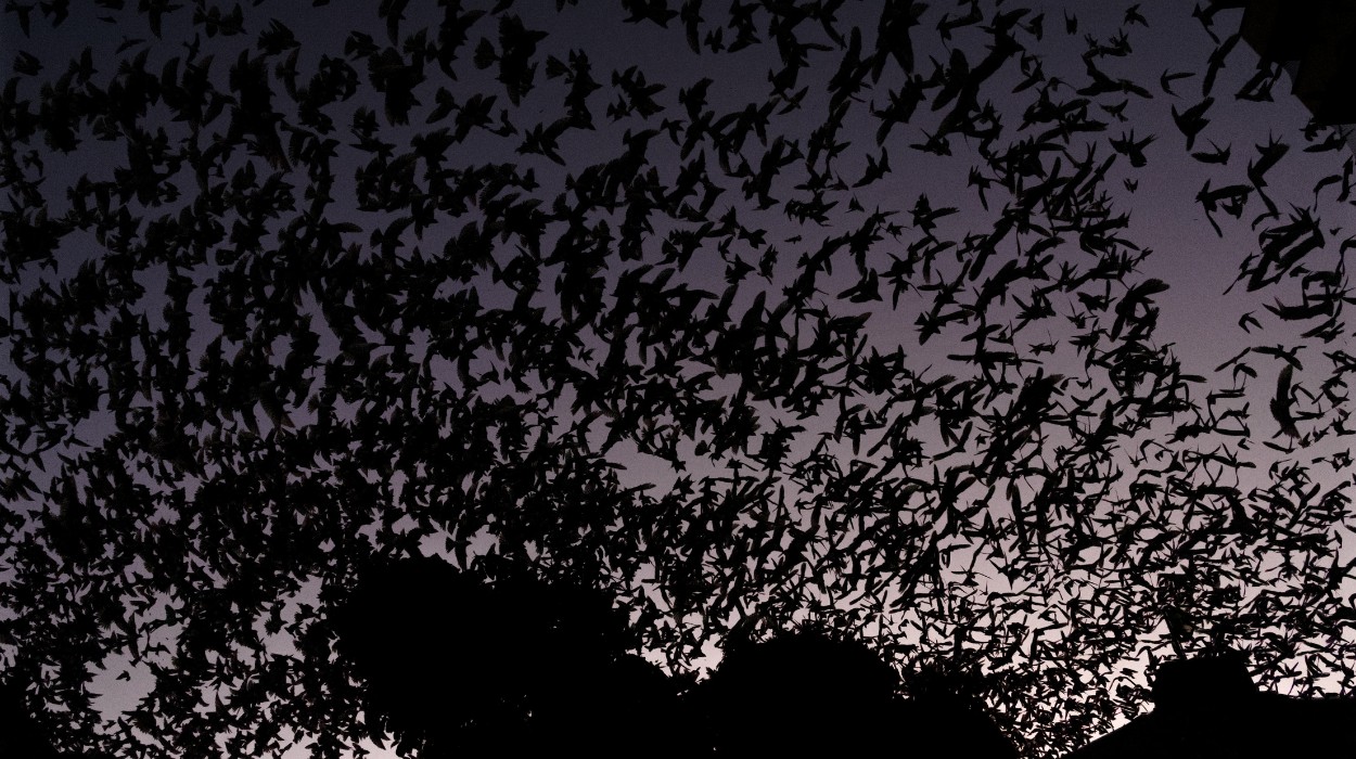 Designer transforma voo de andorinhas em obras de arte em Santa Catarina