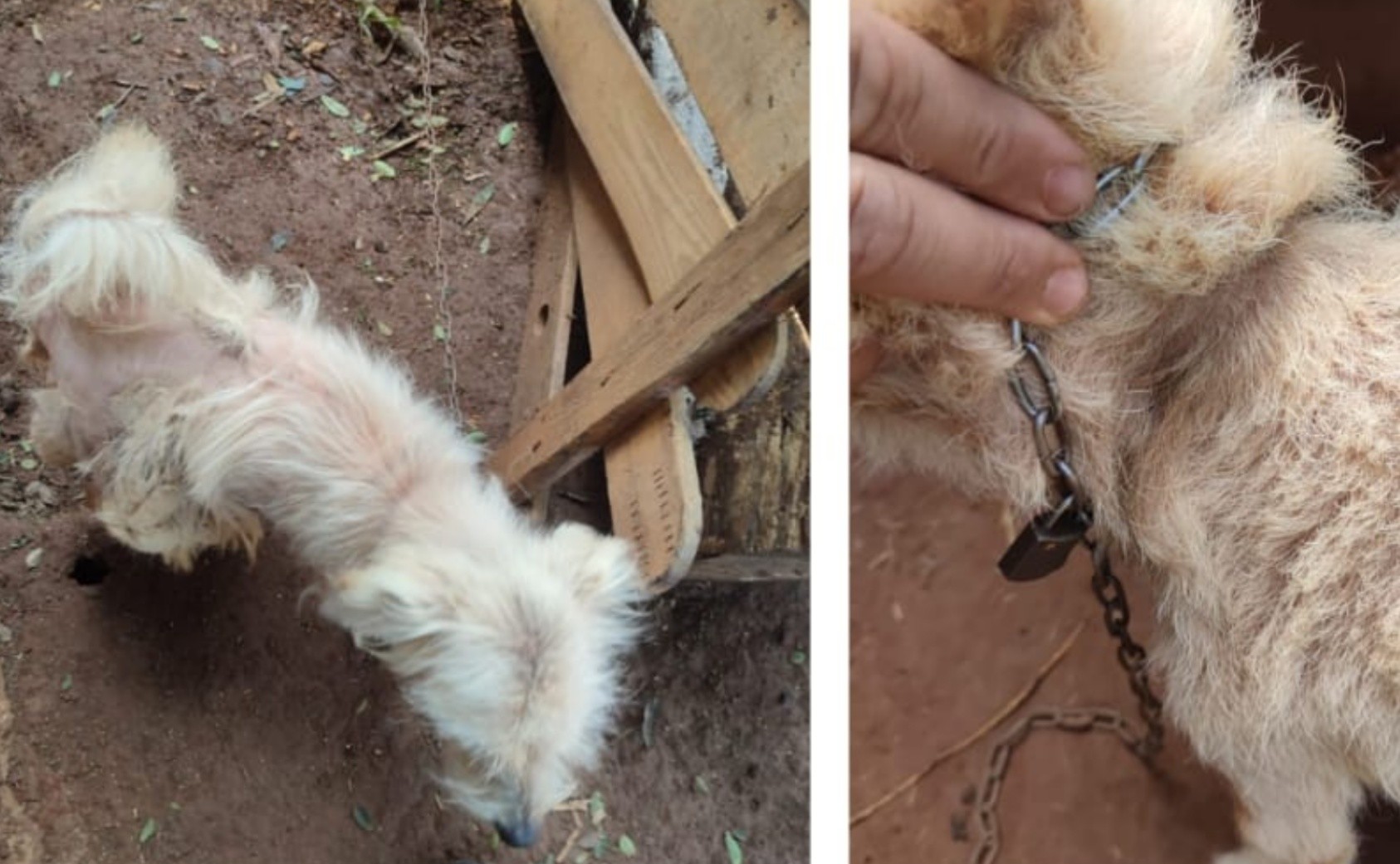 Homem é preso por maus-tratos a cães e posse irregular de armas em Congonhal, MG